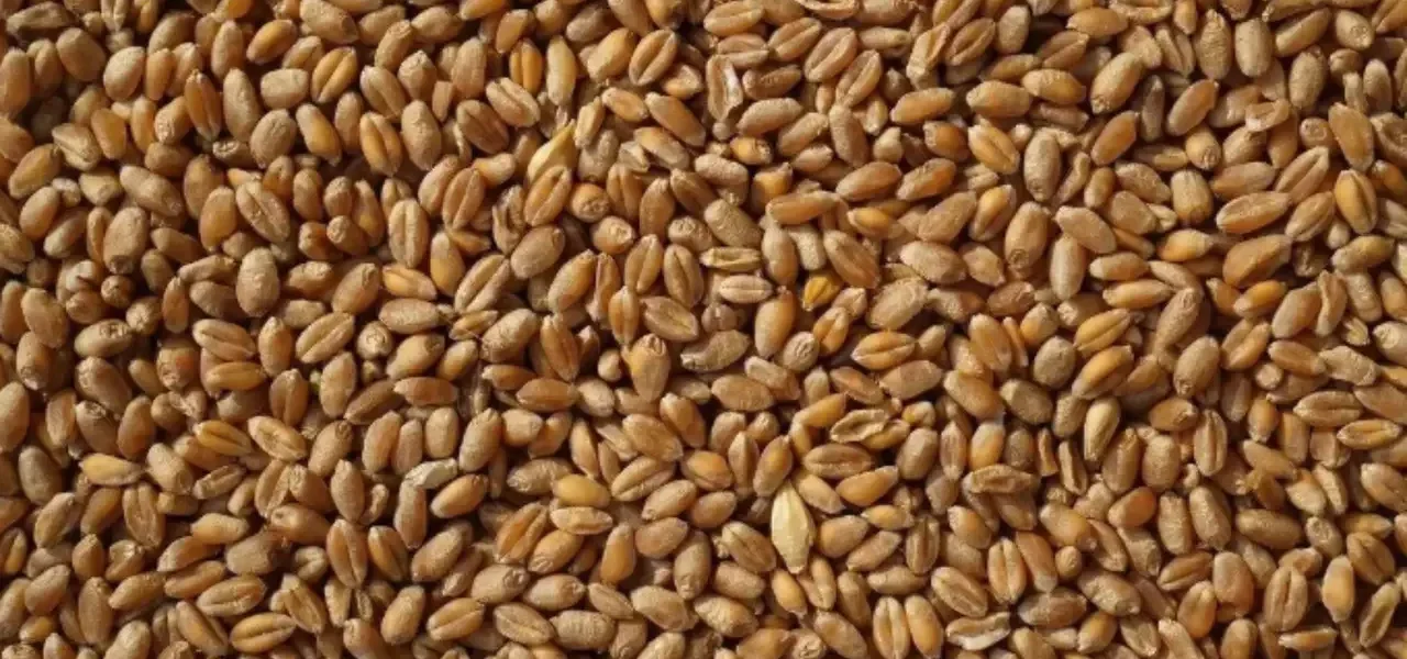 Україна вимагатиме пояснень від Єгипту через нове судно з краденим зерном – МЗС