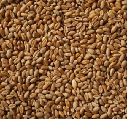 Україна вимагатиме пояснень від Єгипту через нове судно з краденим зерном – МЗС