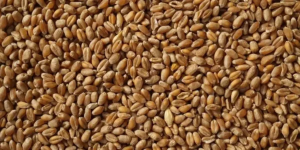 Україна вимагатиме пояснень від Єгипту через нове судно з краденим зерном – МЗС