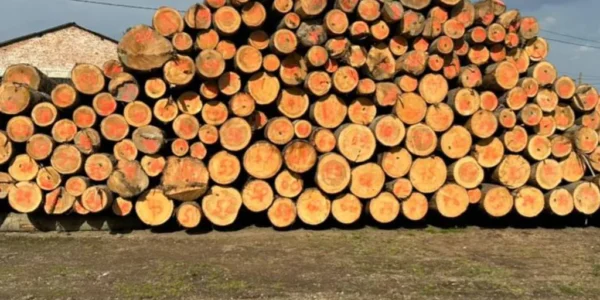 На Буковині перекрито тіньовий експорт лісу до Молдови - 26 обшуків і 10 мільйонів готівки